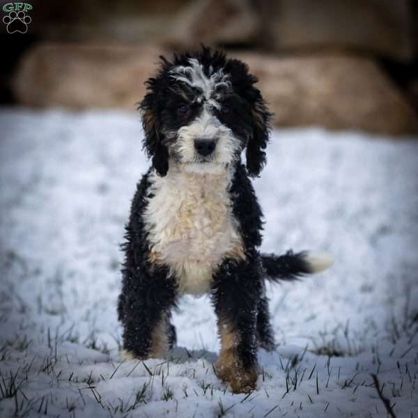 Logan, Mini Bernedoodle Puppy