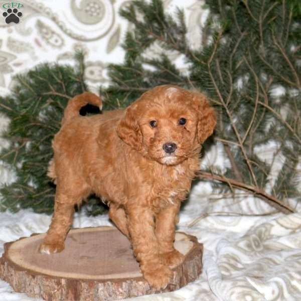 Logan, Mini Goldendoodle Puppy