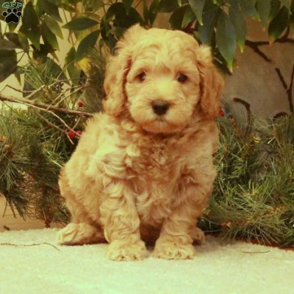 Logan, Mini Goldendoodle Puppy