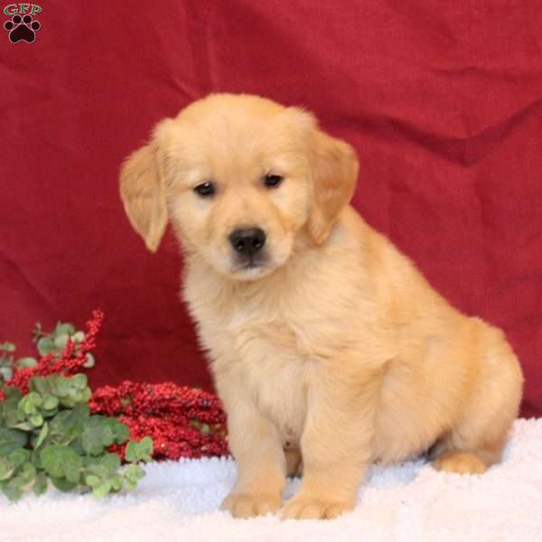 Logan, Golden Retriever Puppy