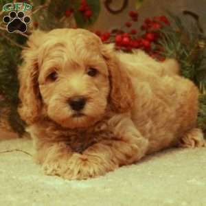 Logan, Mini Goldendoodle Puppy