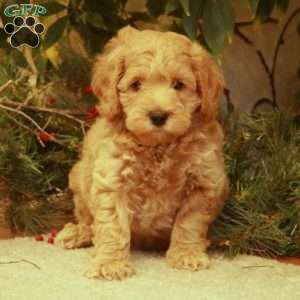 Logan, Mini Goldendoodle Puppy