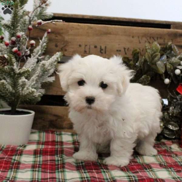 Logan, Maltese Puppy