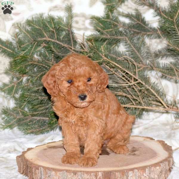 Lois, Mini Goldendoodle Puppy