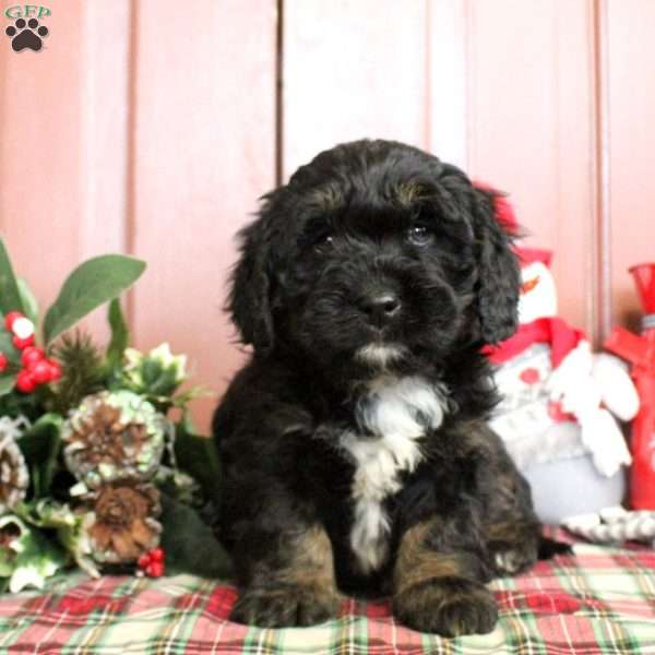 Loki, Mini Bernedoodle Puppy