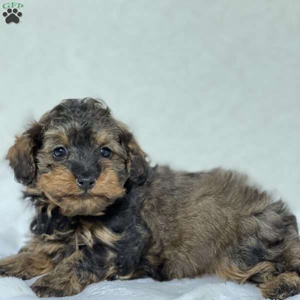 Loki, Shih-Poo Puppy