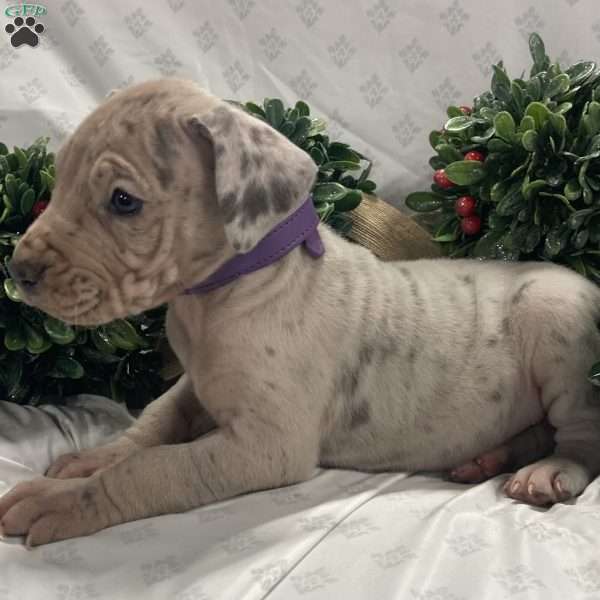 Lola, Great Dane Puppy