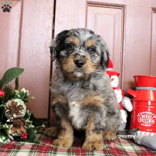 Loren, Mini Bernedoodle Puppy