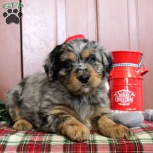 Loren, Mini Bernedoodle Puppy