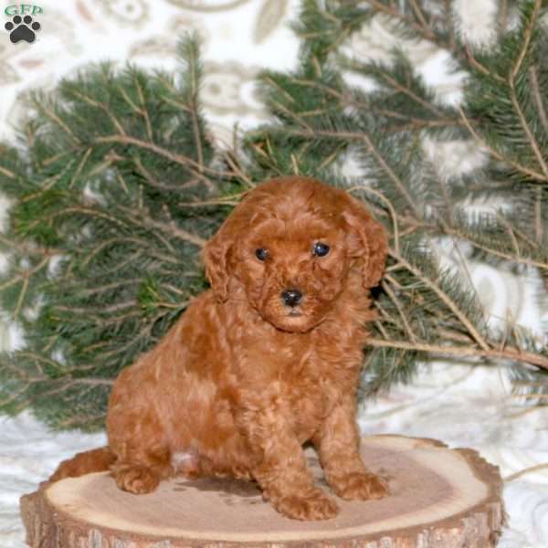 Loretta, Mini Goldendoodle Puppy