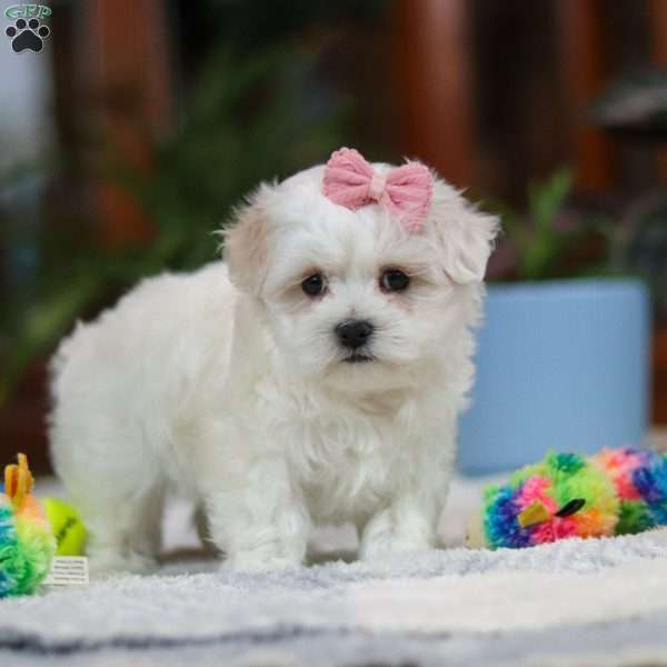 Lori, Maltese Puppy