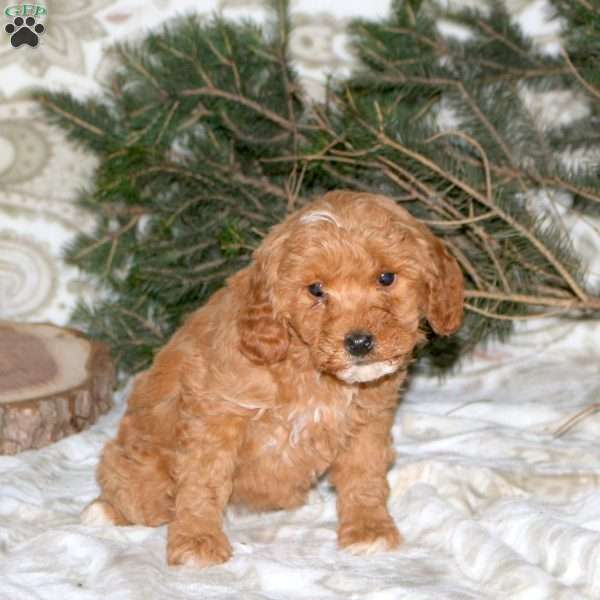 Lori, Mini Goldendoodle Puppy