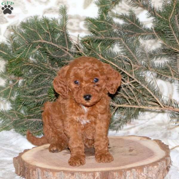 Lorna, Mini Goldendoodle Puppy