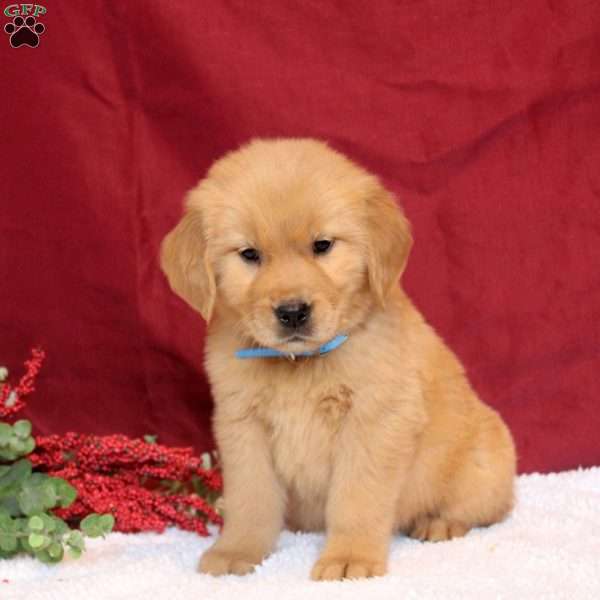 Louis, Golden Retriever Puppy