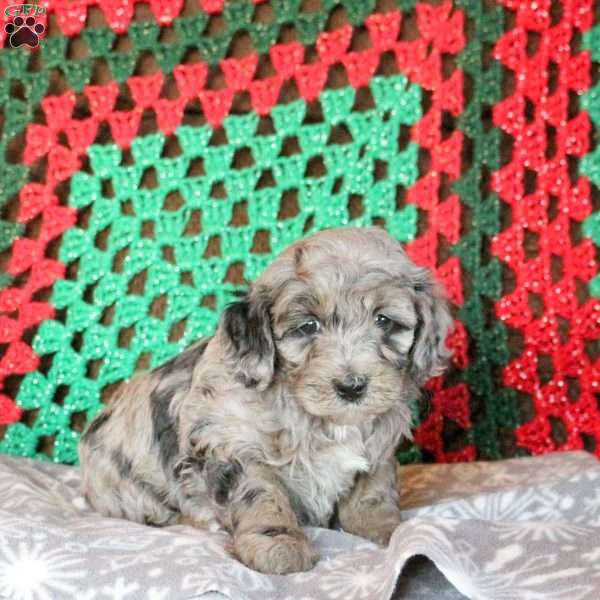 Luca, Cockapoo Puppy