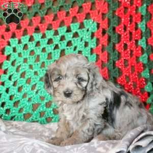 Luca, Cockapoo Puppy