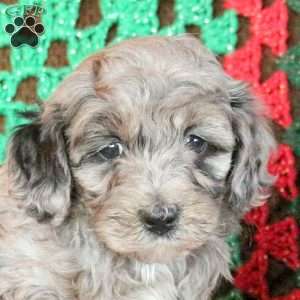 Luca, Cockapoo Puppy