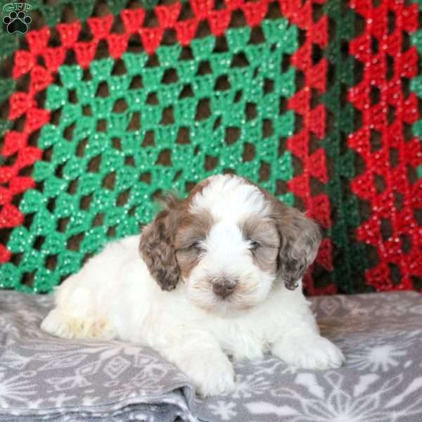 Lucas, Cockapoo Puppy