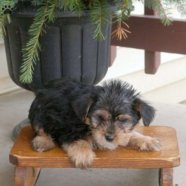 Lucas, Yorkie Puppy