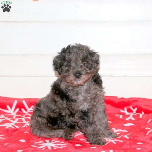 Lucas, Mini Labradoodle Puppy