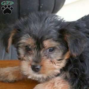 Lucas, Yorkie Puppy