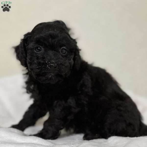 Lucas, Shih-Poo Puppy