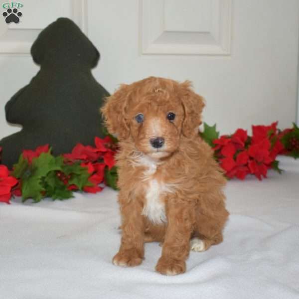 Lucky, Miniature Poodle Puppy