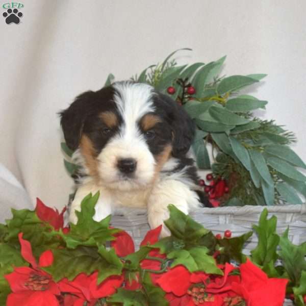 Lucky, Mini Bernedoodle Puppy