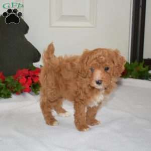 Lucky, Miniature Poodle Puppy