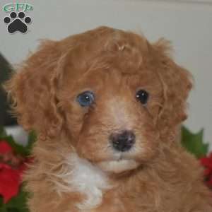 Lucky, Miniature Poodle Puppy