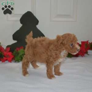 Lucky, Miniature Poodle Puppy