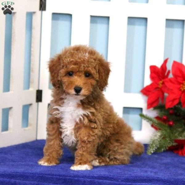 Lucky, Toy Poodle Puppy