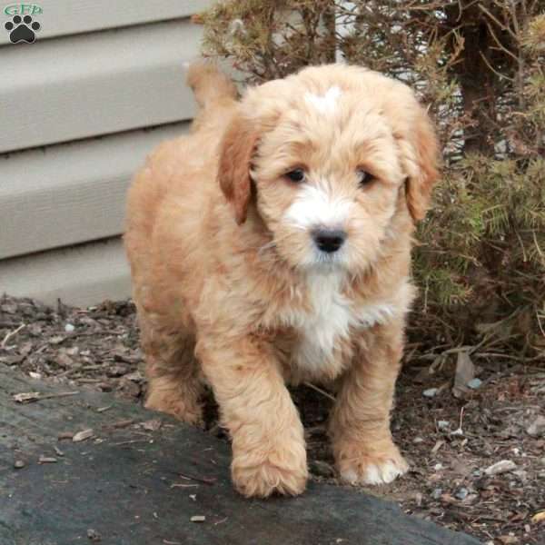 Lucy, Mini Goldendoodle Puppy