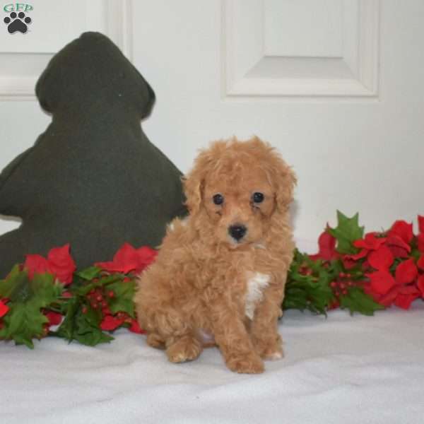 Lucy, Miniature Poodle Puppy