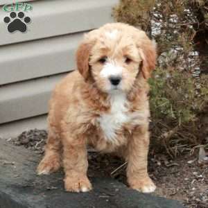 Lucy, Mini Goldendoodle Puppy