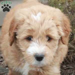 Lucy, Mini Goldendoodle Puppy