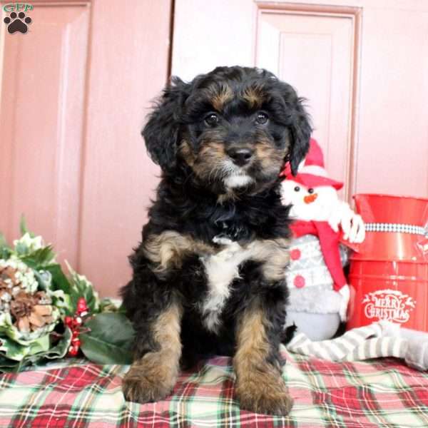 Lucy, Mini Bernedoodle Puppy