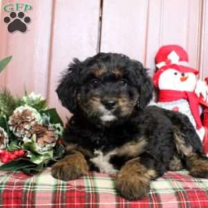 Lucy, Mini Bernedoodle Puppy