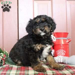 Lucy, Mini Bernedoodle Puppy