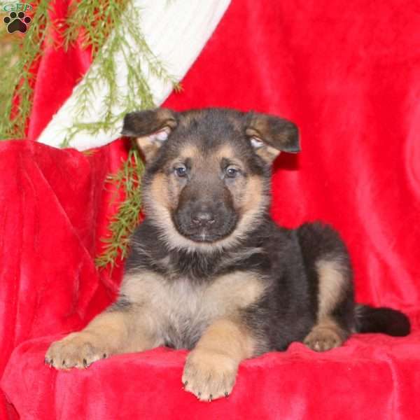 Luke, German Shepherd Puppy