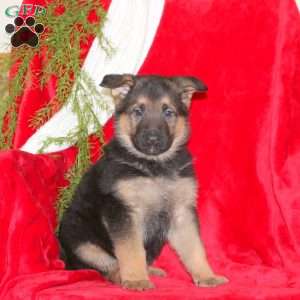 Luke, German Shepherd Puppy