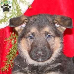 Luke, German Shepherd Puppy