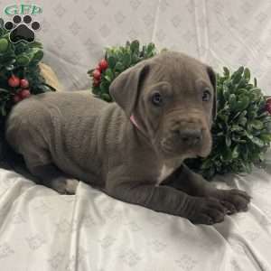 Lulu, Great Dane Puppy