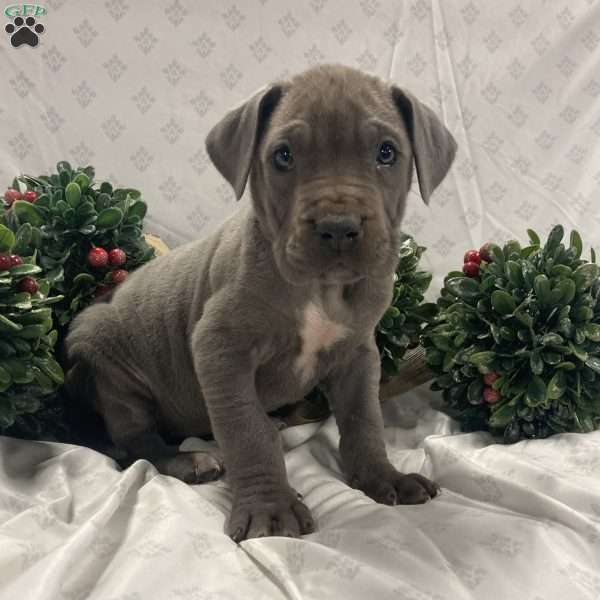 Lulu, Great Dane Puppy