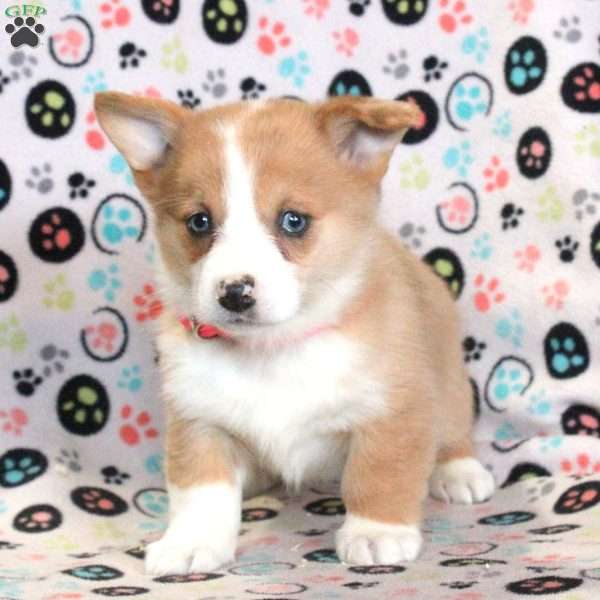 Luna, Pembroke Welsh Corgi Puppy