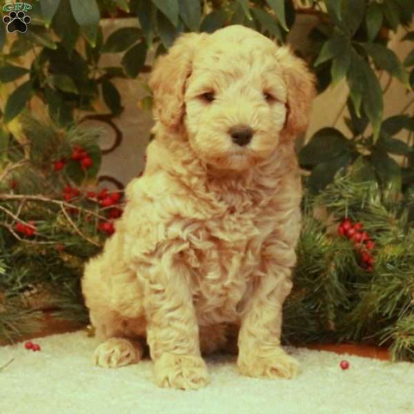 Luna, Mini Goldendoodle Puppy