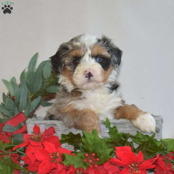 Luna, Mini Bernedoodle Puppy