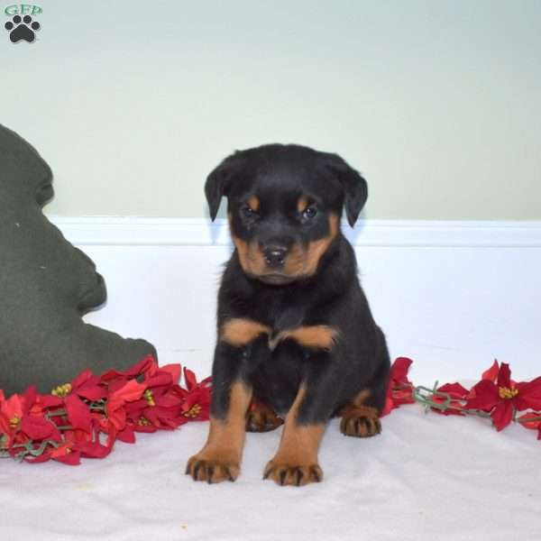 Luna, Rottweiler Puppy