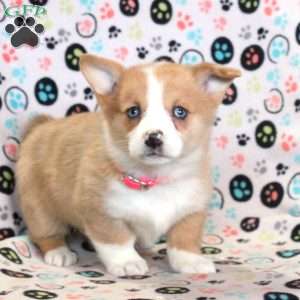 Luna, Pembroke Welsh Corgi Puppy