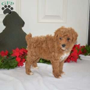 Luna, Miniature Poodle Puppy